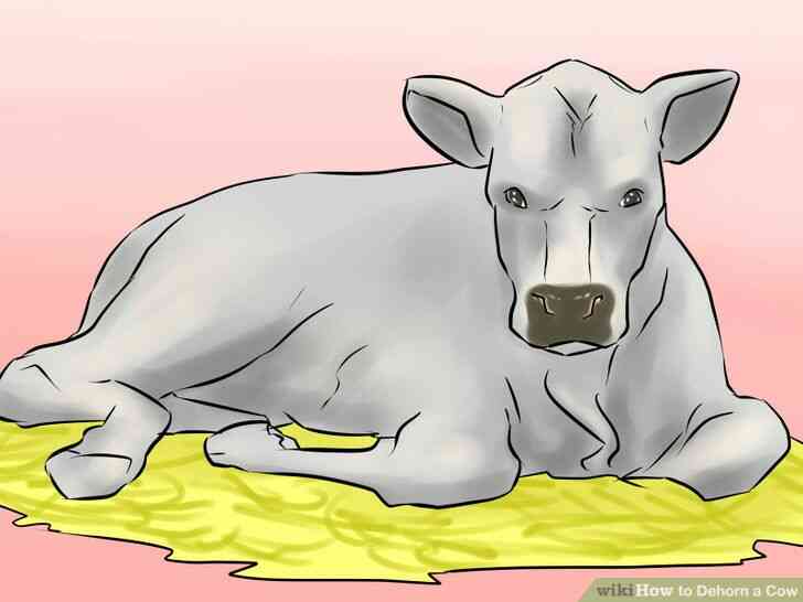 Image intitulée Écorner une Vache à l